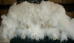 Special 7 Day Sale-Ostrich Wholesale Bulk 10/14" long~Bleach White DELUXE Tail Feathers- 100 in package.