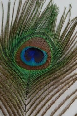 50 Pcs Peacock Feathers 35"-40"