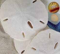 Tumbler Home Certified - Sand Dollars 3"-3.5"set of 12 - Wedding Seashell Craft - Hand Picked and Professionally Packed